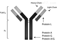 D0102ThumbTM Protein AGL 胶体金探针